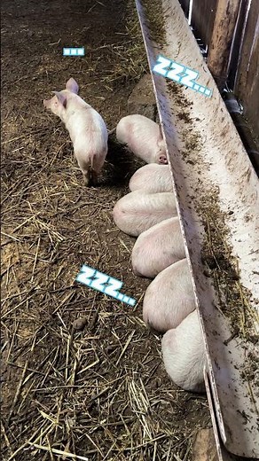 Baby pigs sleeping together