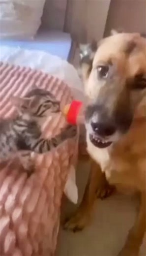 Playful Dog and Kitten Interaction on Bed
