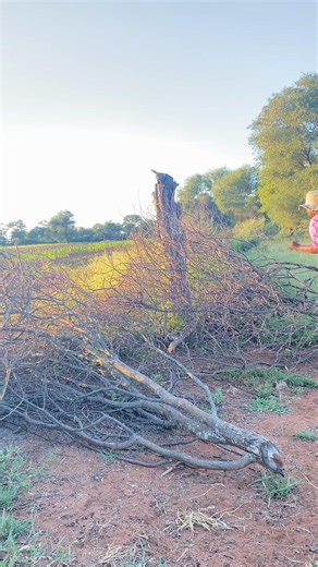 Farming Passion in Botswana: A Farmer's Journey