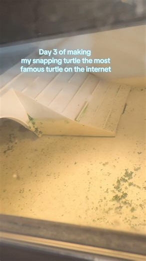 Day 3 of making my snapping turtle the most famous turtle on the internet #turtle #fyp