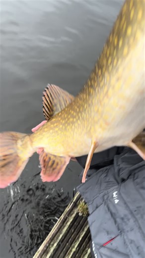 Catch and Release: My New PB Pike at 105cm!