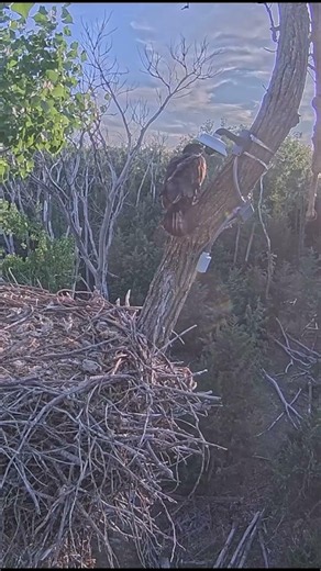 Liberty’s FIRST Branching Moment…Sort Of. #eaglet #wildlife #baldeaglenest #axiscommunications