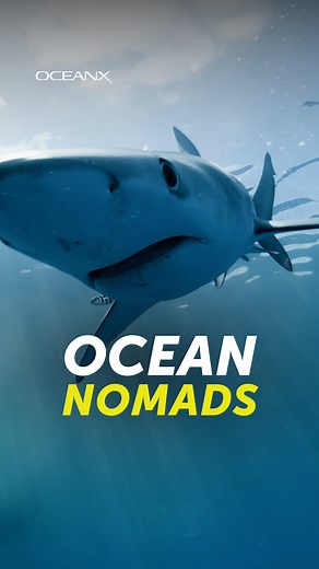 18K views · 512 reactions | The blue shark is one of the ocean’s most...