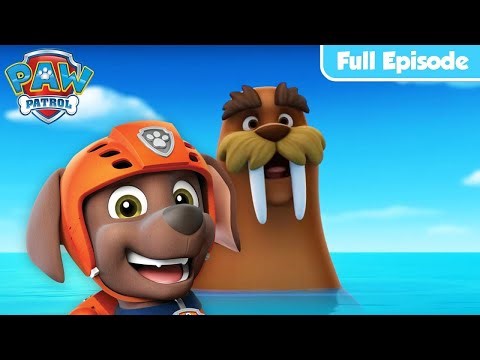 Pups Save a Walrus | PAW Patrol Full Episode | Mighty Pups Official Channel
