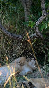 Wait for it! 🥹😻 Follow me Sightings by Phil for daily wildlife clips. 🙏 | Sightings by Phil