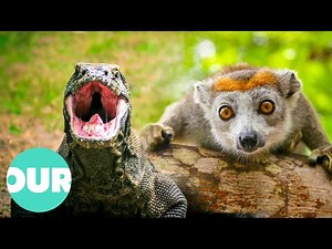 Exploring the Most Rare and Endangered Animals | Our World