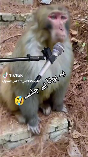 Afaq Ahmad (@afaq.ahmad325)’s videos with original sound - Afaq Ahmad