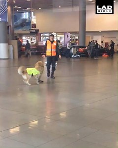 1.1M views · 9.7K reactions | This good boy can't wait for his day of work at the airport  | LADbible | Facebook