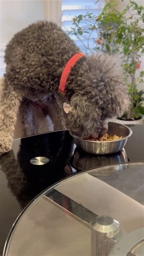 Labradoodle Breakfast at the Table 🐶🍳