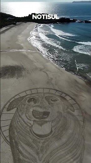 Artista cria desenho de 40 metros em homenagem ao cão Orelha em praia de SC