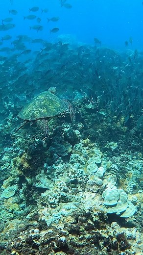 19 reactions | Happy Turtle Tuesday  Can you guess the snorkel spot? | The Snorkel Store | Facebook