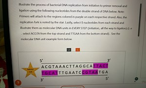 Illustrate the process of bacterial DNA replication from initia... | Filo