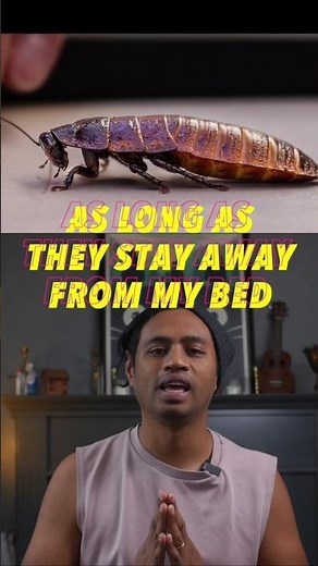 Giant hissing cockroaches #madagascarwildlife #madagascar #biodiversity