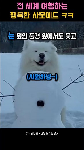 저세상 애교부리기 1위 사모예드 ㅜㅜ
