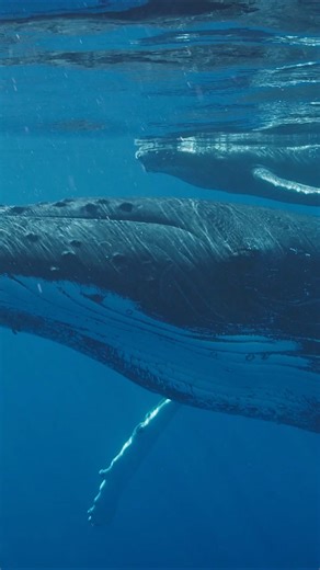 The secret world of whales revealed in close-up underwater footage