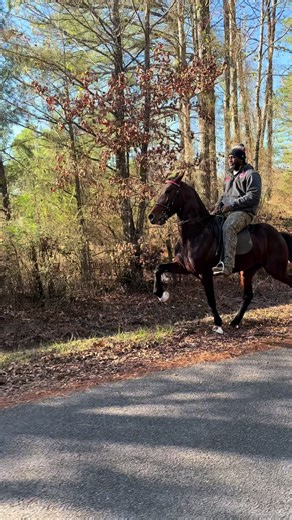 Check Me Out… #Standardbred #horse #speedracking #foryoupage #country | horses