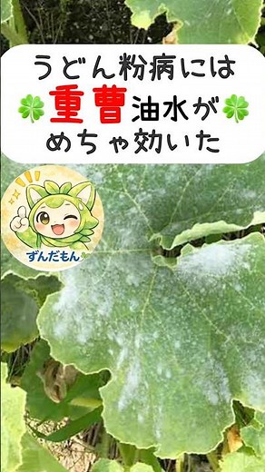 🍀白カビ即効対策…🍀うどん粉病に重曹油水が効いた理由