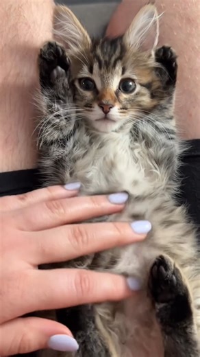 11K views · 852 reactions | Derpy Tuesday cats to brighten your day  | Mr Pandawg | Facebook