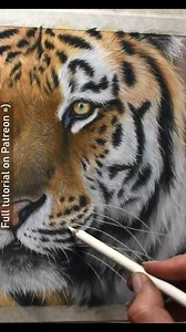 I find it much easier to draw whiskers using quick movements. Not rushing but with control. I find by doing this the pencil strokes remain crisp and far more realistic. - - - 8" x 12" pastel drawing Reference photo: Stephanie Swayne @ Wildlife Reference Photos | Zara's Pet Portraits & Wildlife Art