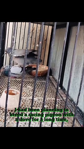 Dove make pair with pigeon #reelsvideoシ | Medul's Pigeon