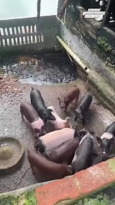 27K views · 298 reactions | Maximize yields, minimize space!  Double farming techniques in action #푤표푟푙푑푐표푢푛푡푟푦푠푖푑푒푙푖푓푒푣푙표푔 #DoubleTheFun #FarmingHacks #SustainableAg DISCLAIMER NO COPYRIGHT INFRINGEMENT INTENDED | World Countryside Life Vlog | Facebook