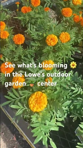 🪴 Lowe’s Garden Center Outdoor Walkthrough | June Plant Shopping #garden #plants #flowers