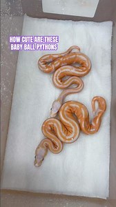 How CUTE are these baby Ball Pythons😍🔥