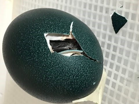 Emu hatching and fixing spraddle leg