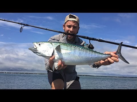 Surf Fishing FALSE ALBACORE TUNA: Long Island