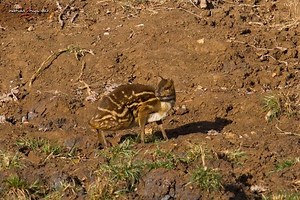 Indian spotted chevrotain - Alchetron, the free social encyclopedia