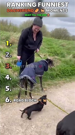 Ranking Funniest Dachshund Moments 🌭🐕