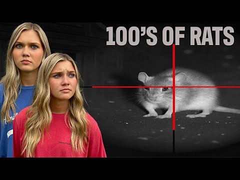 Hunting down the NASTY RATS that are DESTROYING our barn!