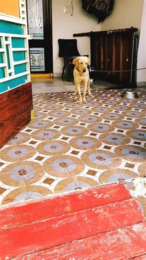 Ruby calling outside dog(her frnd) #shorts #trending #comedy #5mveiws #funny #labrador