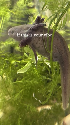 Discover Premium Axolotls for Sale