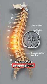 Sympathetic Nervous System Made Simple: Your Body’s Fight or Flight Pathway