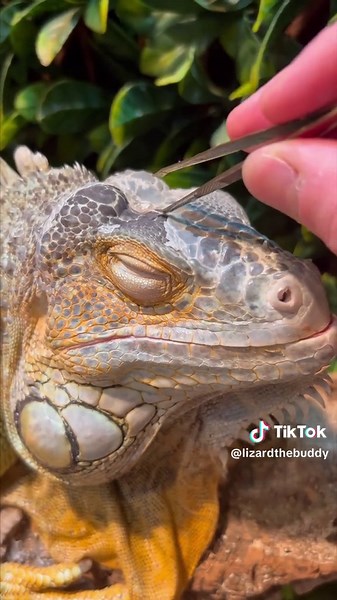 So satisfying ☺️ #satisfying #petlover #asmr #foryou