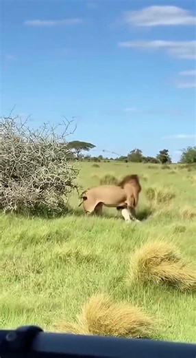#Lion charging at elephant #Confusing animal behavior