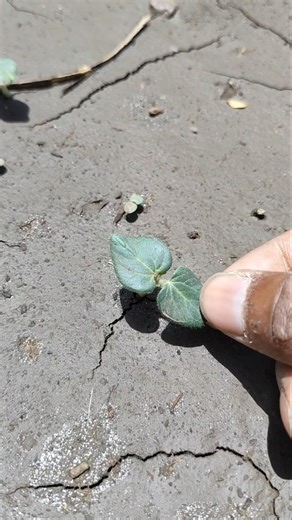 ladyfinger plants have grown #nature #farming #okraplants #shorts