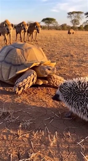 🤣Hedgehog Unleashes a Quill Burst at a Turtle’s Shell