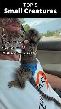 Top 5 Small Aminals