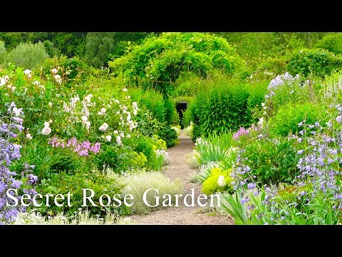 Secret Rose Garden tour & story, UK| Gardening Scotland 2023| Private Residence