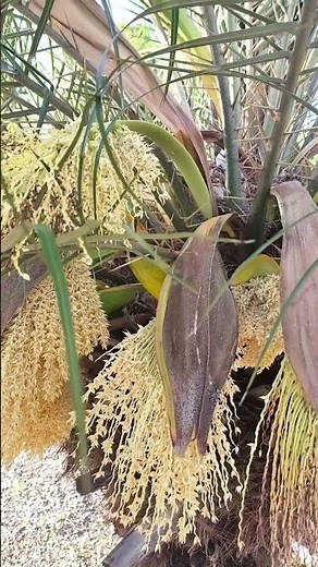 Palmeira Tamareira de Jardim em Flor: Um Espetáculo da Natureza