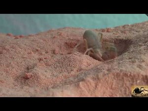 Arizona Camel Spider Digging and Pushing Sand Around Like a Bulldozer