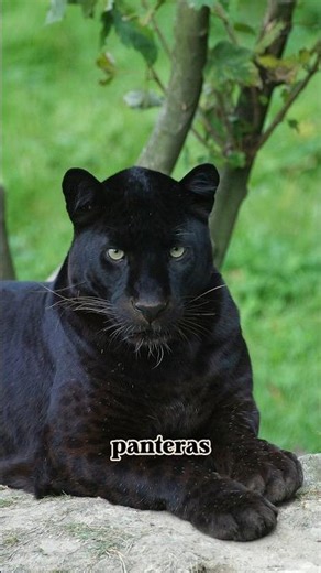 The black panther is a dark-colored version of big cats like the leopard or the jaguar