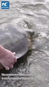A globally-endangered Asian giant softshell turtle has been spotted in south China's Hanjiang River | China Xinhua News
