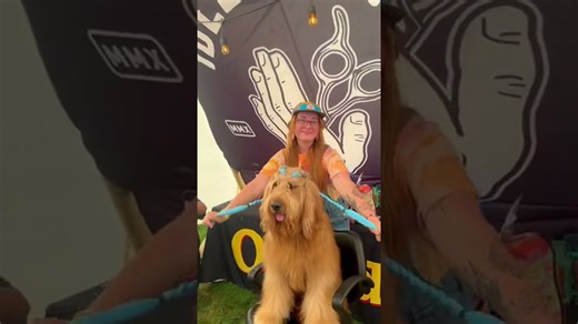 Have you ever seen a dog with braids? #goldendoodle #reaction #braids
