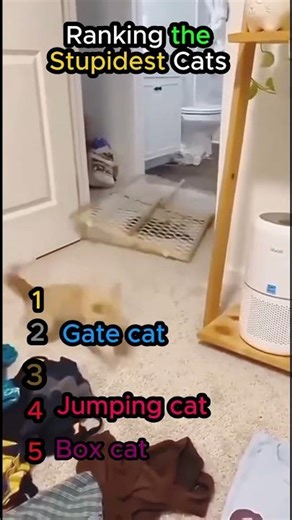 Ranking the dumdest cats in history #subscribe #cat #cats #like #memes #comment