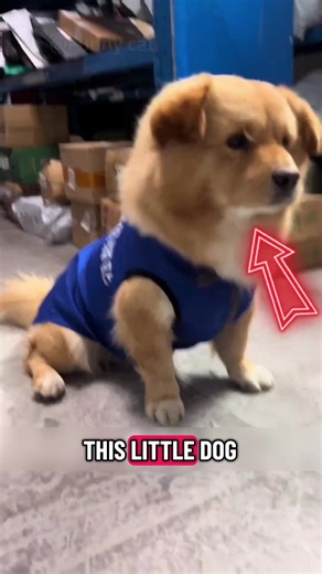 A kind master and a clever puppy#animals #dog #pets #cute #shorts