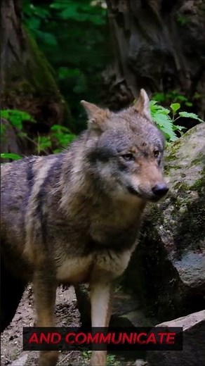 🐺Mind-Blowing Wolf Facts You Didn't Know! 😱