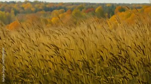 Static shot: Golden grass field blowing in the wind with a fall forest in the background.